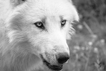 white wolf in close up © philippe paternolli