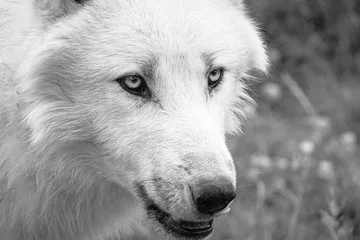 Foto op Aluminium white wolf in close up © philippe paternolli