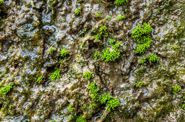 mildewed wall background