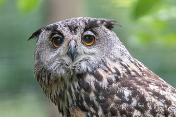 big horned owl close-up
