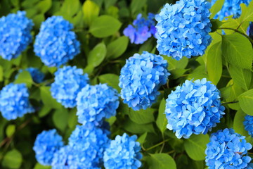 アジサイ 花 青