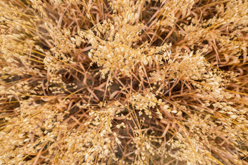 oat field under the soft light of sunset