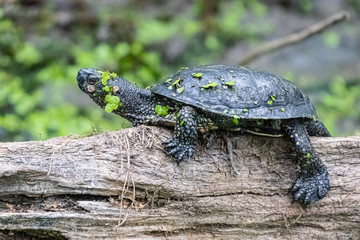 small water turtles in close up