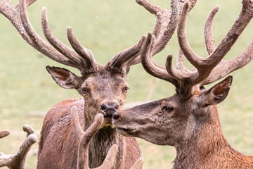 horde of deer in close-up
