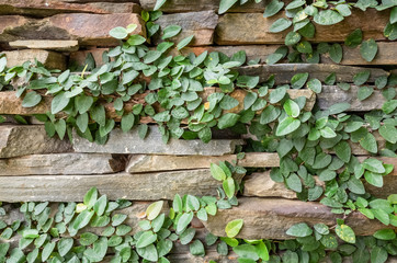 wall with green moss background