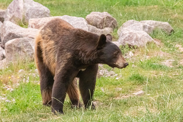 brown bear in close up