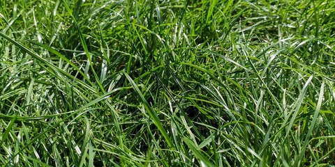 background of grass