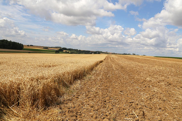 Rural landscape with yellow fields of mature wheat