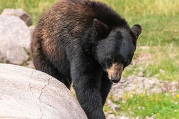 brown bear in close up