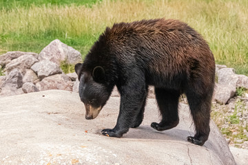brown bear in close up