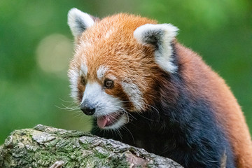 red panda in close up