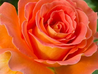Fototapeta na wymiar orange rose