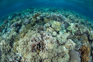 Fototapeta na wymiar Hard and soft corals compete for space to grow on a healthy reef flat in Wakatobi National Park, Indonesia. This tropical area, south of Sulawesi, is known for its incredible marine biodiversity.