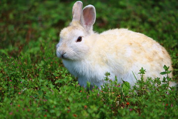 Nice rabbit in the grass