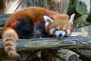 red panda in close up