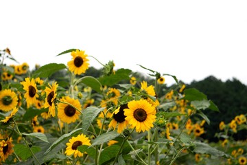 ヒマワリ／奥へ続くたくさんの向日葵の花