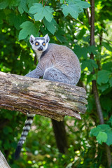 Maki catta in close-up