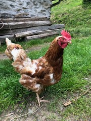 gallina uova pascolo uova bio 