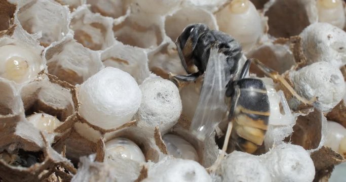 &Eacute;closion d'un frelon asiatique en gros plan 