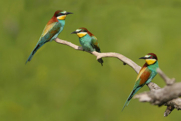 European bee-eater on a close up  picture in its natural habitat. A rare colorful bird species which hunts insects.