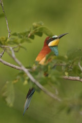 European bee-eater on a close up  picture in its natural habitat. A rare colorful bird species which hunts insects.