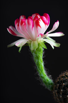 Beautiful blooming Lobivia cactus flower on black background