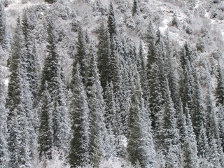 Fir Trees in Winter in the Ala Archa National Park, Kyrgyzstan