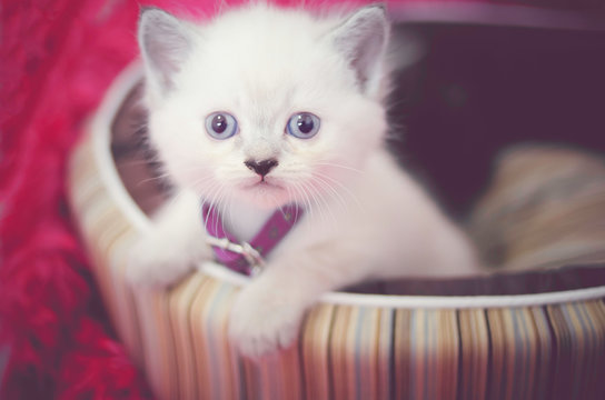 White fluffy kitten with blue eyes sitting on bed in a pink background looking at the camera.