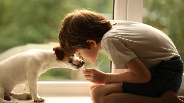 Boy and puppy sniffing chamomile on the window at home. Slow motion clip.