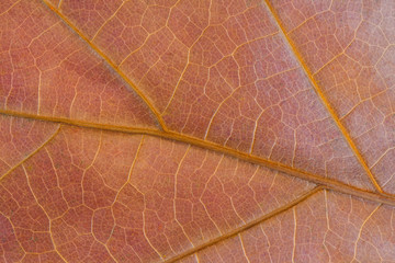Colorful background of autumn oak tree leaf background close up. Texture of oak leaf in autumn. High quality resolution picture