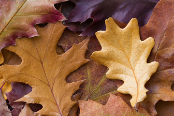 Fototapeta premium Amazing multicolor background of natural oak tree autumn leaves. Colorful background of multicolor leaves with natural light. Majestic bright autumn foliage color background