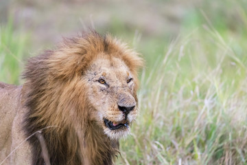 Obraz na płótnie Canvas Portrait of an adult male lion in the Masai Mara