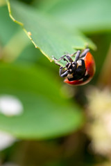Ladybug cilmbing up on leaf
