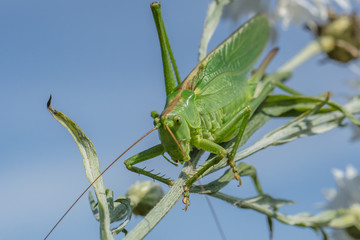 insekten