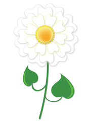 White isolated daisy flower on stem with leaves in vector format.