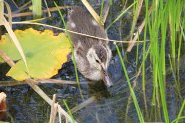 Young Mallard In The Reeds, U of A Botanic Gardens, Devon, Alberta