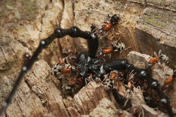 Colorful and aggresive ants Liometopum microcephalum fighting with the great capricorn beetle Cerambyx cerdo. Picture from the floodplain forest in Central Europe.