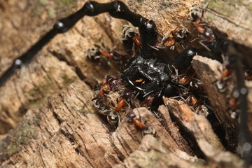 Colorful and aggresive ants Liometopum microcephalum fighting with the great capricorn beetle Cerambyx cerdo. Picture from the floodplain forest in Central Europe.