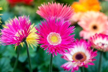 Fototapeta premium Chrysanthemum flowers in garden.