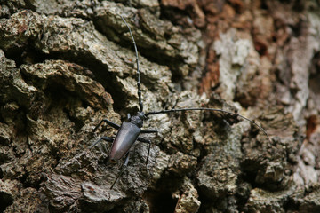 Male of a great capricorn beetle sitting on the oak bark. An endangered European species on a horizontal close up picture in its natural habitat.
