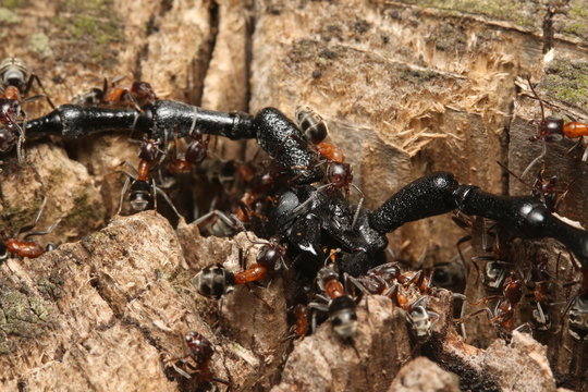 Colorful and aggresive ants Liometopum microcephalum fighting with the great capricorn beetle Cerambyx cerdo. Picture from the floodplain forest in Central Europe.