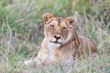 Lioness laying in the long grass of the Masai Mara