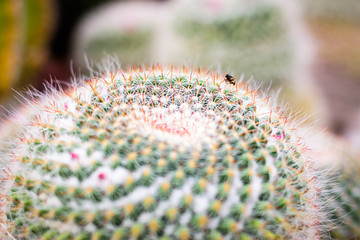 Cactus in the garden.