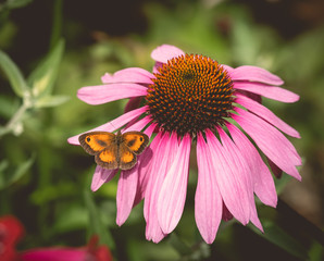 butterfly on echinacea