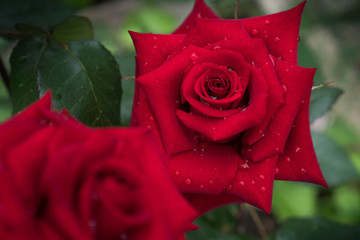 Elegant red rose bud with water droplets on the petals is immersed in greenery. Juicy Valentine's...