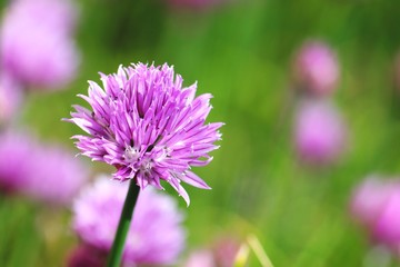 Blooming chives