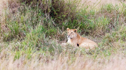 Naklejka na ściany i meble Lioness resting in the long grass of the Masai Mara