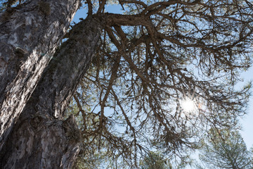 Pine on natural backlit spot, with the exfoliated branches simulating their roots