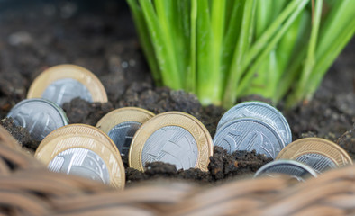 Fototapeta premium Coins of 1.00 and 0.50 cents of Brazilian money planted in pots with soil and plant. Growing.