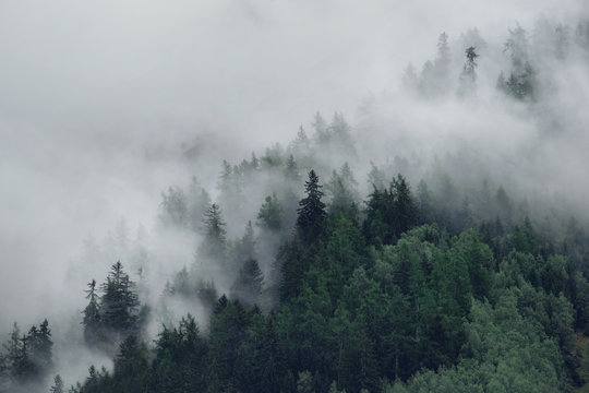 Fototapeta Widok na mgliste góry. Drzewa w porannej mgle
